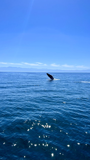 Humpback 